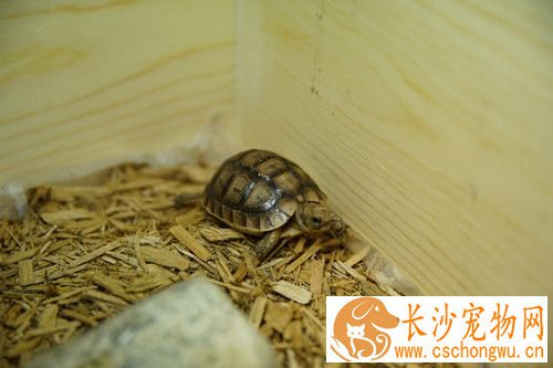 乌龟疾病的治疗方法 乌龟白毛病的主要症状预防