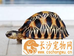 乌龟颈部 乌龟颈溃疡病症状及防治方法
