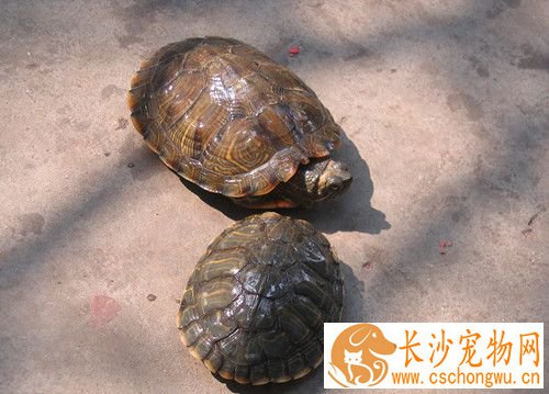 乌龟感冒了怎么办 乌龟感冒的症状及防治方法
