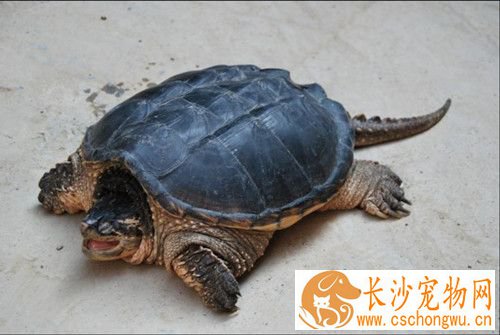 乌龟线虫 乌龟线虫病的症状及防治方法