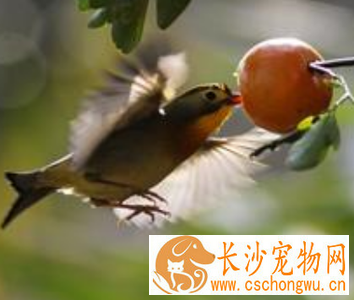相思鸟为什么不叫 一般不学其他鸟叫