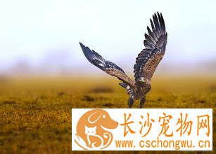 观赏鸟患了胰腺炎怎么办 要加强饲养管理
