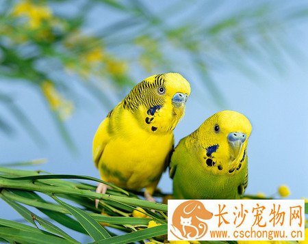 观赏鸟普通外伤的消炎 其治疗方法