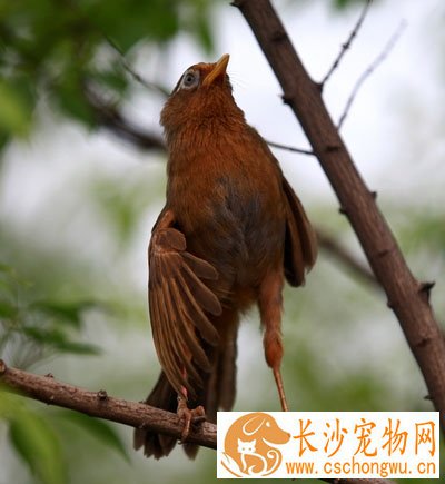 画眉鸟得尾脂腺炎怎么办 画眉鸟尾脂腺炎防治