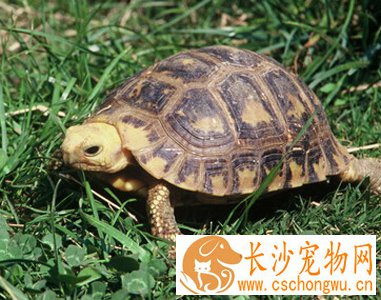 缅甸陆龟不吃不拉 应尽量少惊动龟