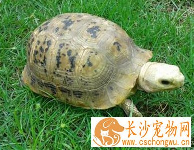 缅甸陆龟不吃东西 先找出拒绝食物的原因