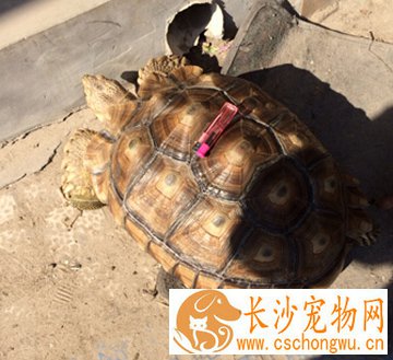缅甸陆龟肺炎症状 明显的食量减少