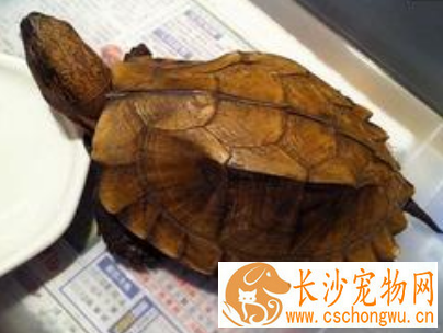 锯缘龟不吃东西 龟“夏眠"不必强行喂食