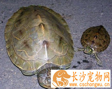 地图龟不吃东西 有可能因为温度过低