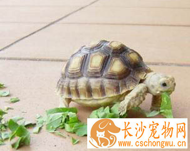 陆龟如何饲养 不同规格的陆龟隔离饲养