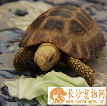 缅甸陆龟吃什么 不能长期只喂食单一食物