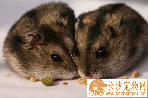 仓鼠咬伤怎么办 仓鼠外伤的防治需要注意事项