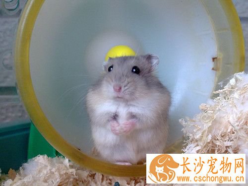 仓鼠便便有点软 仓鼠便秘原因及症状