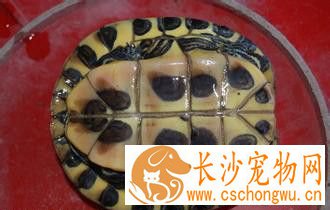 乌龟寄生虫病 乌龟钟形虫病的防治方法