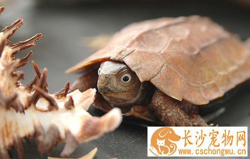 乌龟真菌的治疗 乌龟真菌性疾病的防治方法