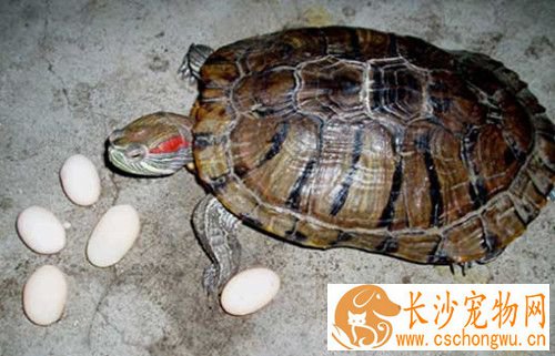 乌龟防病 乌龟红甲板症的症状及防治方法