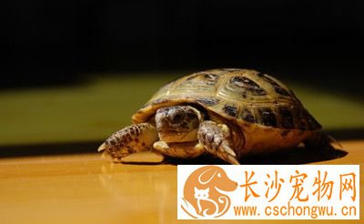 乌龟腐甲怎么治疗 乌龟腐甲的症状及防治方法