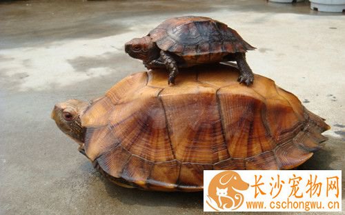 乌龟肠炎怎么治疗 乌龟肠炎病症状及防治方法
