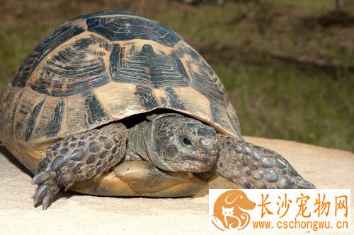 乌龟疾病防治 乌龟出血病的症状及防治方法