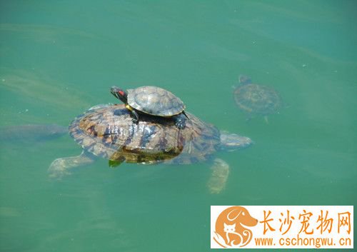 乌龟病了怎么办 乌龟病害发生的主要原因