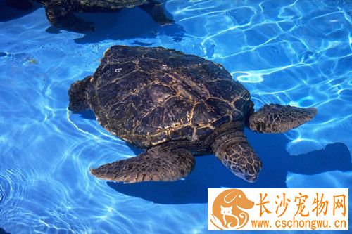 乌龟维生素 如何使用维生素来调节乌龟生长