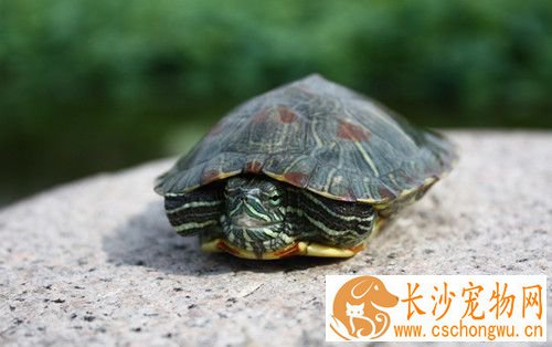 乌龟营养液 乌龟营养需要脂肪以及糖类物质