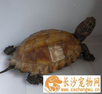 锯缘龟肠胃炎 用药期间禁止喂食