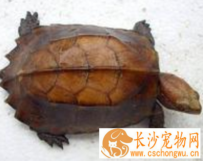 锯缘龟拉稀 观察龟的状态和排便情况