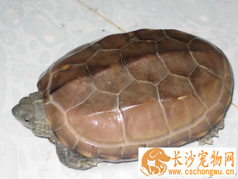 小龟白眼病 白眼病是乌龟最常见的病了