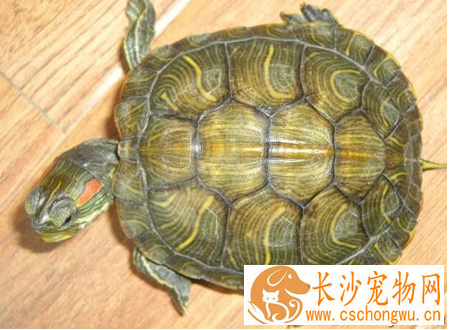乌龟白眼病治疗 乌龟白眼病最好及时治疗
