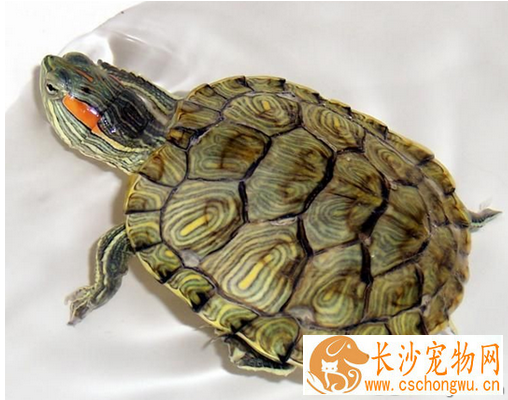 龟不吃东西  龟不吃东西的原因有以下几点