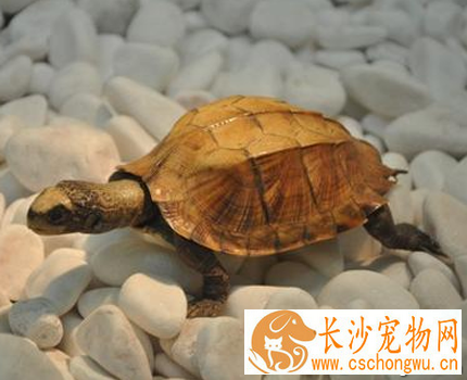 乌龟白眼病怎么治疗 注意清洁卫生