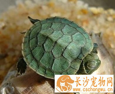 巴西龟白眼病怎么治 因饲养水缸中水质不净