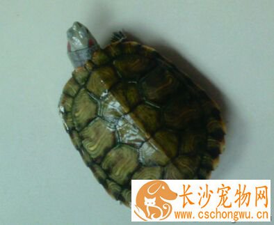 巴西龟腐甲病 细菌侵入伤口导致甲壳腐烂
