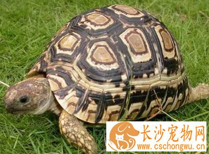 豹龟拉稀 食物或者水分吸收过多造成的