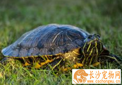 乌龟不吃食怎么办 教你如何喂养巴西龟