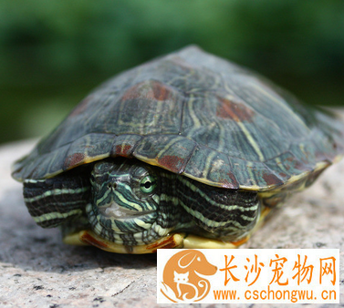 乌龟腐皮病怎么治疗 由细菌感染引起