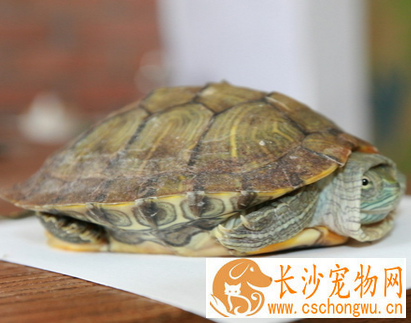 乌龟感冒了怎么办 常因气候突变引起