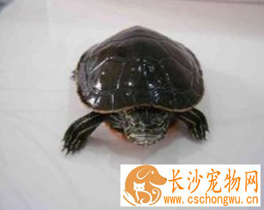 西部锦龟不吃东西 温度变化会影响食欲