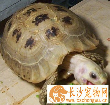 缅甸陆龟不拉屎 泡澡易刺激龟类排便
