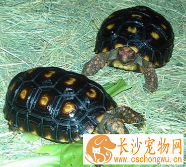 红腿陆龟感冒 严重感冒容易引发肺炎