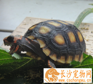 红腿陆龟不吃东西 切勿用些刺激性药物