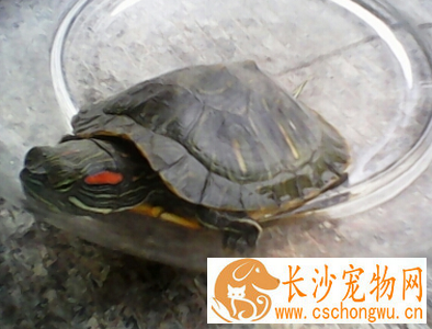 巴西红耳龟不吃东西 不进食的原因有很多