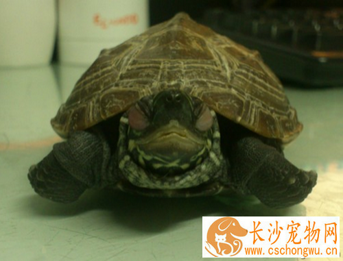 乌龟不吃东西 可能是对陌生环境不熟悉