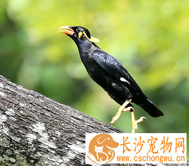 鹩哥拉稀怎么办 不同症状的治疗方法