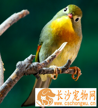 相思鸟不吃东西 可以适当改变一下食谱