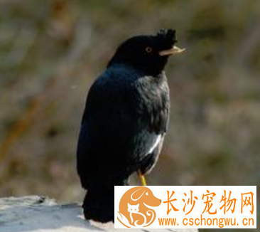 八哥鸟拉肚子怎么办 拉稀的原因有很多