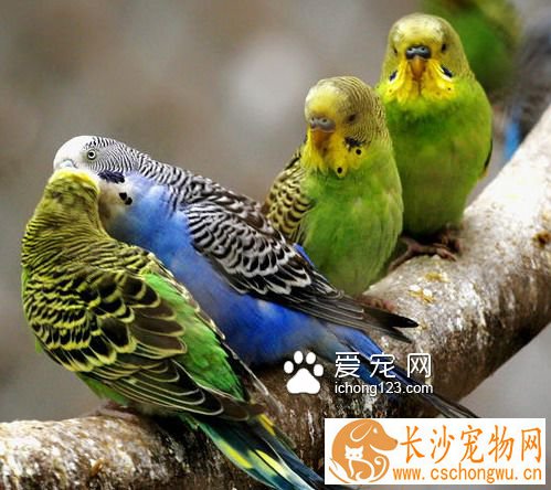 虎皮鹦鹉