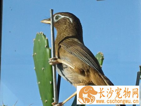 画眉鸟拉肚子怎么办 分析其拉肚子的原因