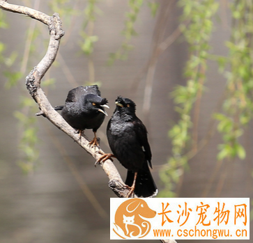 八哥拉稀怎么办 防治拉稀的方法